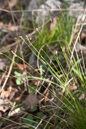 Carex eburnea #7